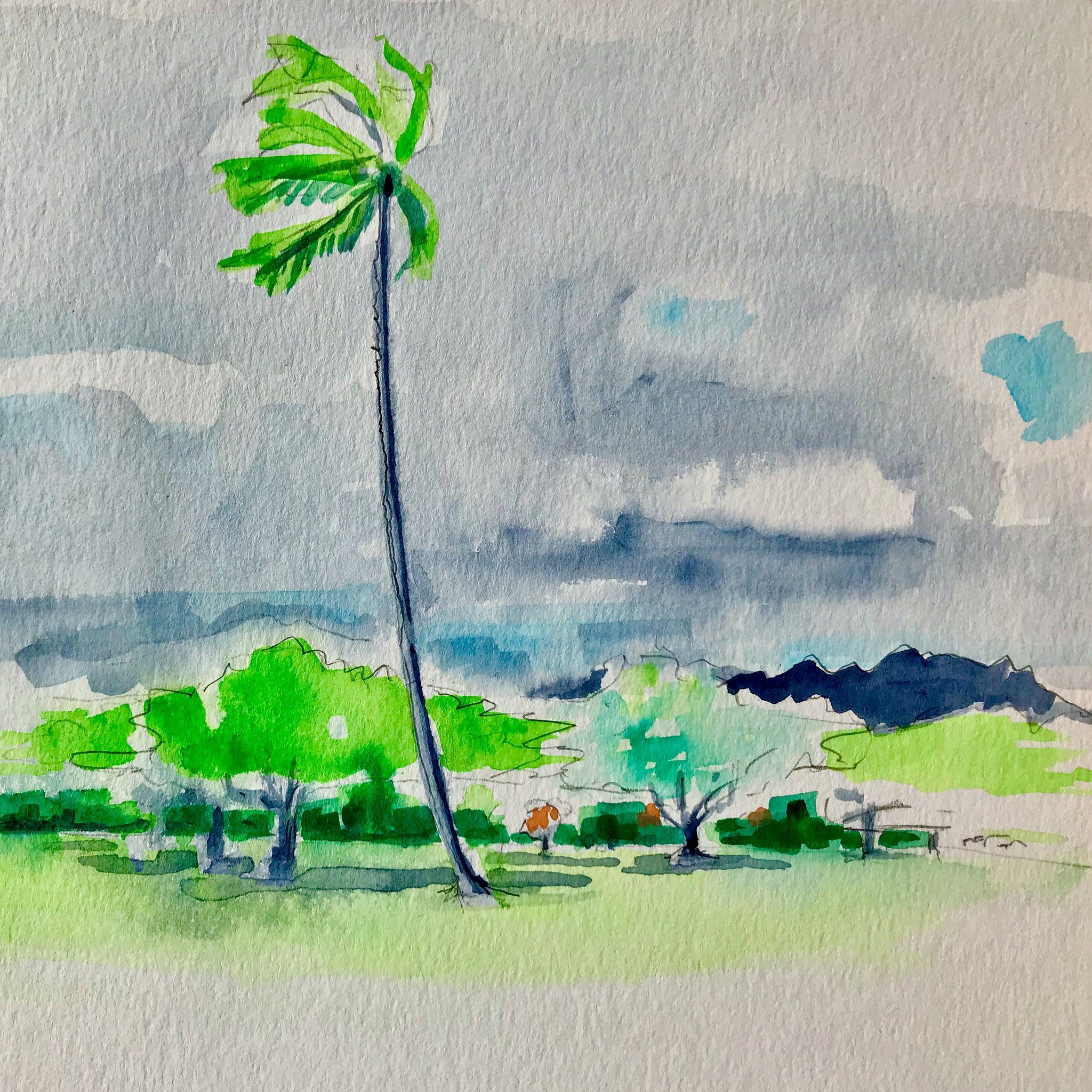 Kapiolani Park Palm Tree